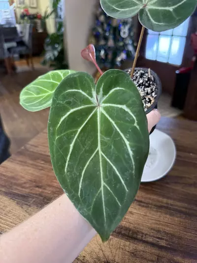 plant/A. Red Spider x Red Mag #2-3-thumbnail