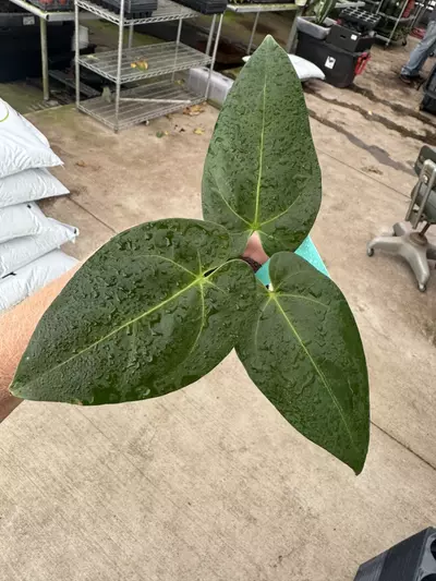 plant/Seed grown anrhurium Warocqueanum x black sweet starter plant growers choice-2-thumbnail