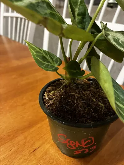 plant/Anthurium Dorayaki-1-thumbnail