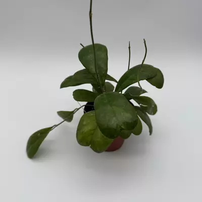 heat_pack/Hoya Deykeae Pet Safe House Plant 4" pot Live Tropical House Plant with Unique L-3-thumbnail