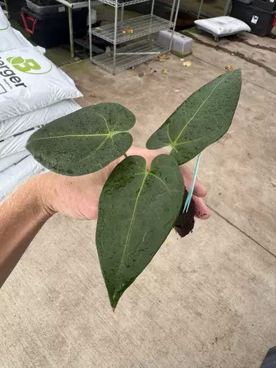 plant/Seed grown anrhurium Warocqueanum x black sweet starter plant growers choice-5-thumbnail