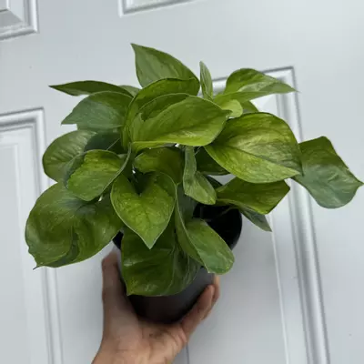 heat_pack/New Pothos Guacamole 6” Pot Variegated Leaves-3-thumbnail