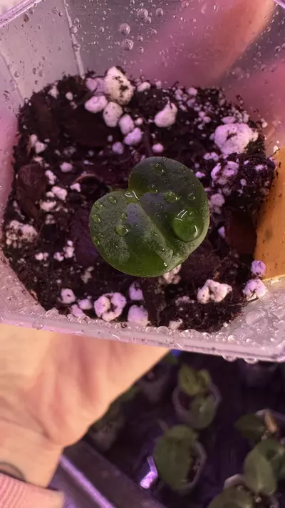 plant/Carla 10 x Carla - add on only-0-thumbnail