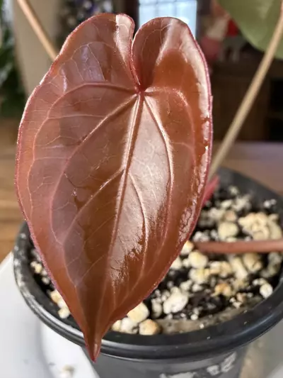 plant/A. Red Spider x Red Mag #2-0-thumbnail