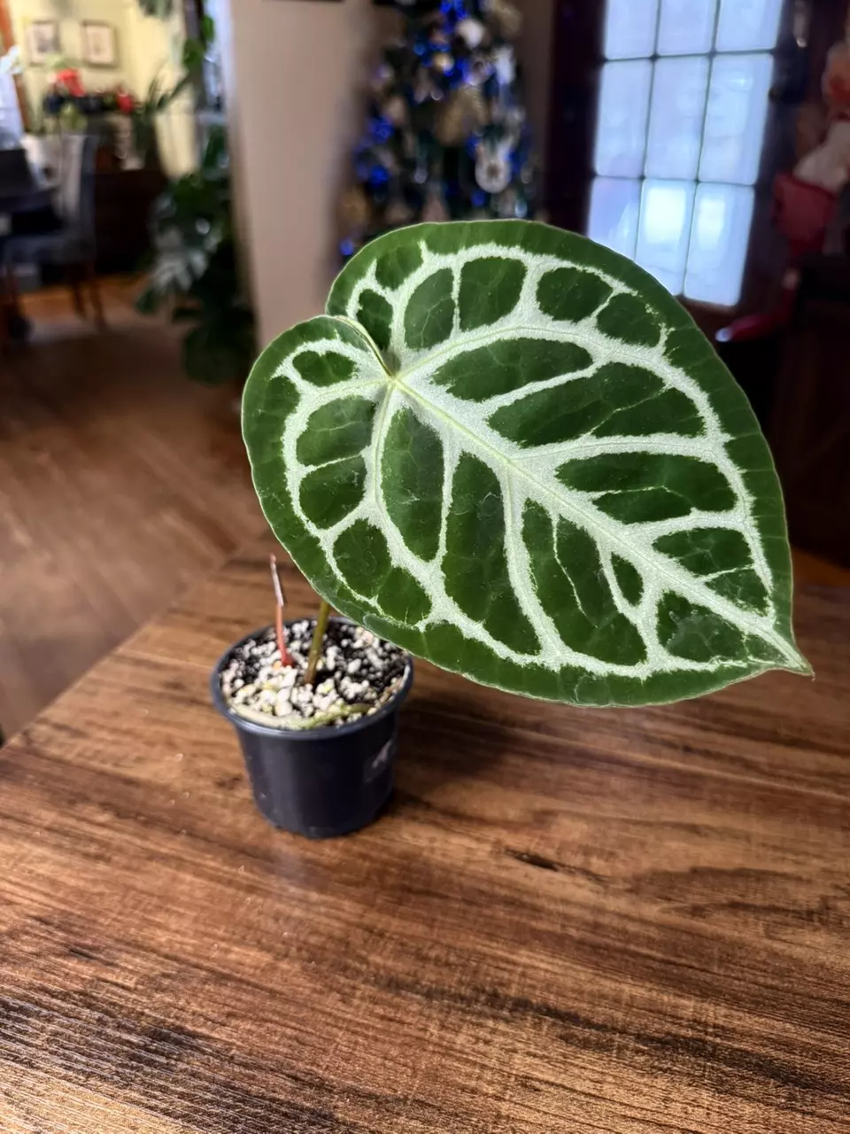 plant/A. Silver Blush x NSE Red Crystal #10-1