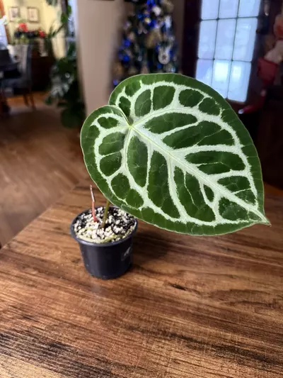 plant/A. Silver Blush x NSE Red Crystal #10-1-thumbnail