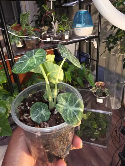 plant/Alocasia Ninja Aurea-2-thumbnail