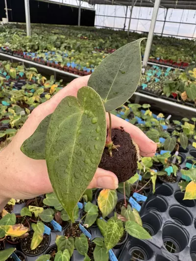 plant/Seed grown anrhurium Xone X green mamba starter plant growers choice-5-thumbnail