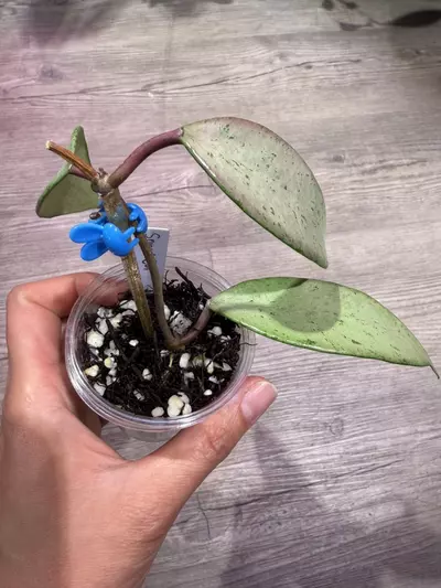 plant/Hoya Snow cui silver-0-thumbnail