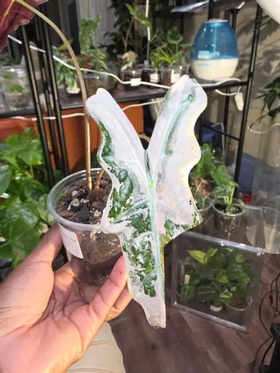 plant/Alocasia Nobilis 'Thai' Pink.-0-thumbnail