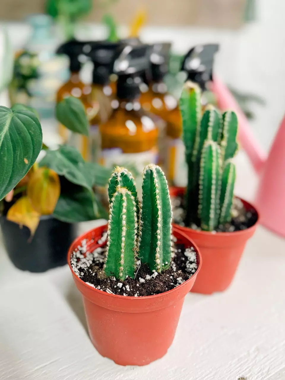 plant/Fairy Castle Cactus-0