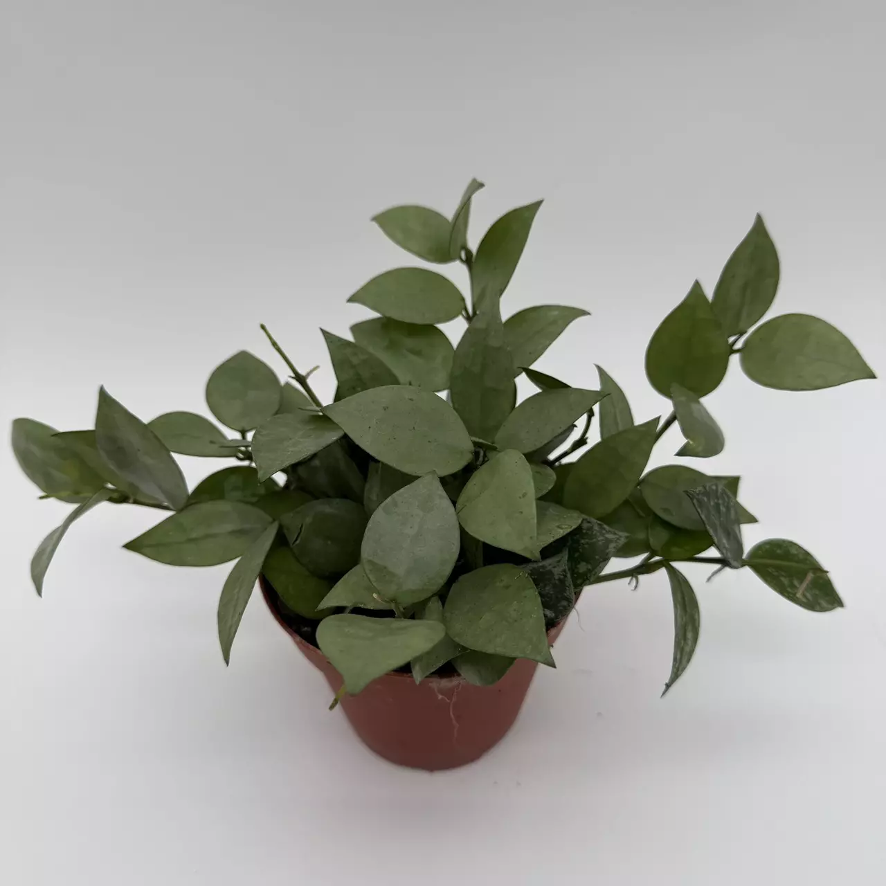 heat_pack/Hoya Krohniana Silver Eskimo 4" pot Live Tropical House Plant in Decorative Pot-2