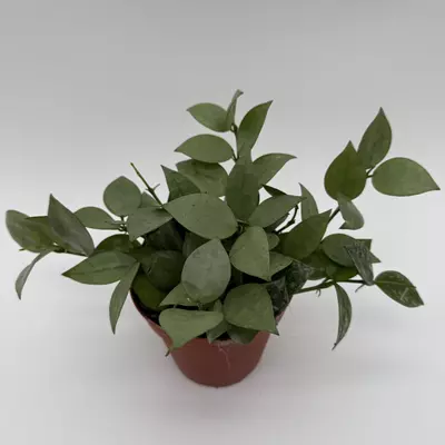 heat_pack/Hoya Krohniana Silver Eskimo 4" pot Live Tropical House Plant in Decorative Pot-2-thumbnail