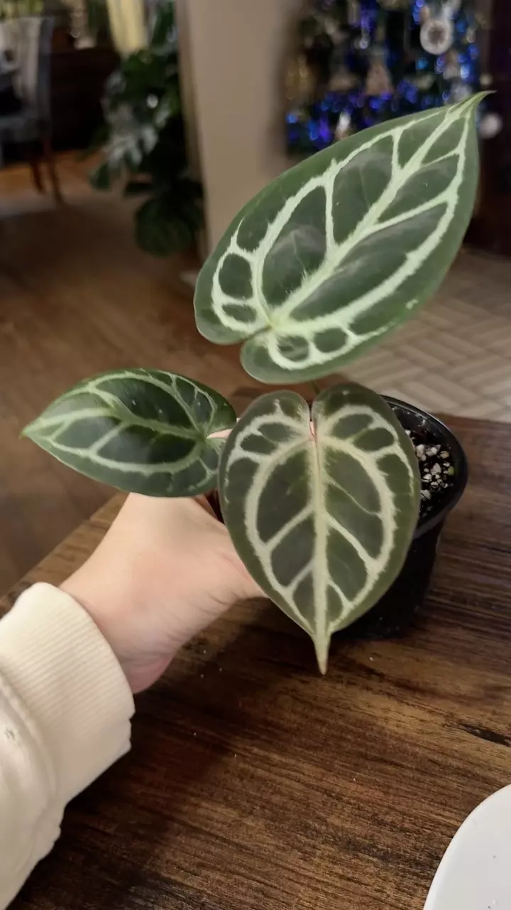 plant/A. KOS x RC #2-7