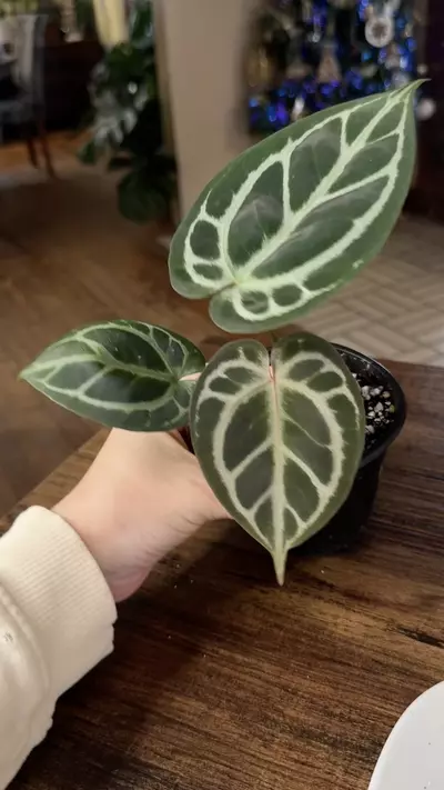 plant/A. KOS x RC #2-7-thumbnail