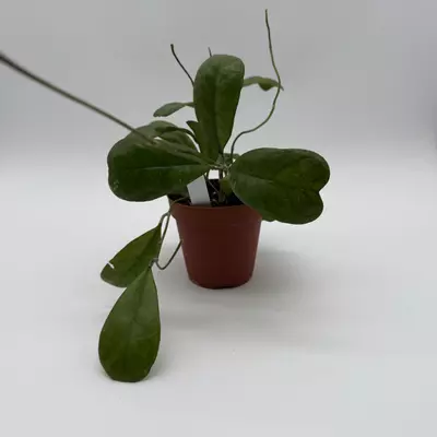 heat_pack/Hoya Deykeae Pet Safe House Plant 4" pot Live Tropical House Plant with Unique L-2-thumbnail