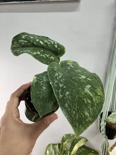 plant/scindapsus baticon-0-thumbnail