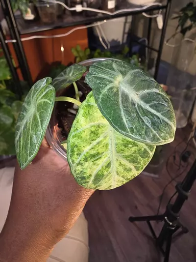 plant/Alocasia Ninja Aurea-3-thumbnail