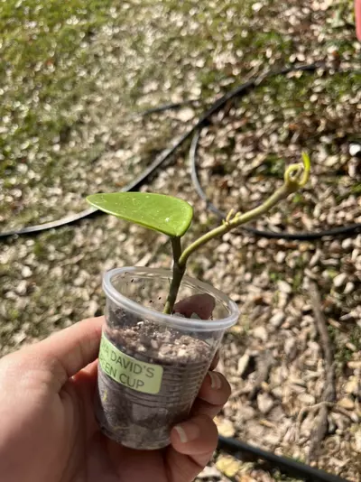 plant/Hoya 🌱-1-thumbnail