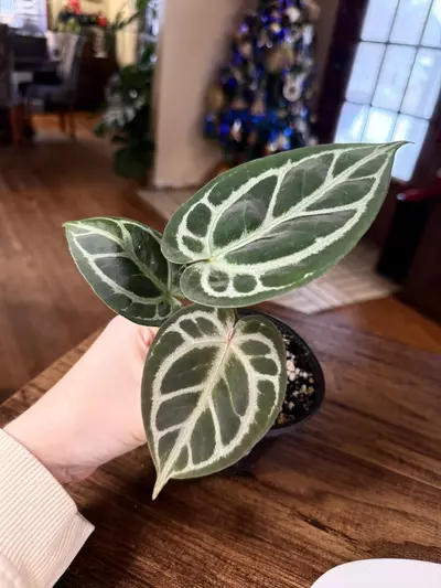 plant/A. KOS x RC #2-1-thumbnail