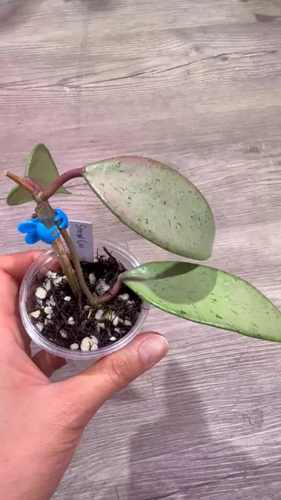 plant/Hoya Snow cui silver-1-thumbnail