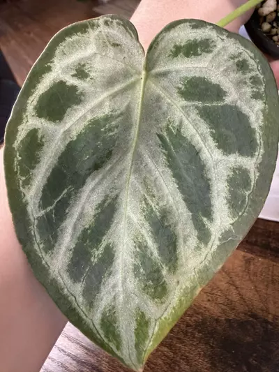 plant/A. Silver Hope #5-3-thumbnail