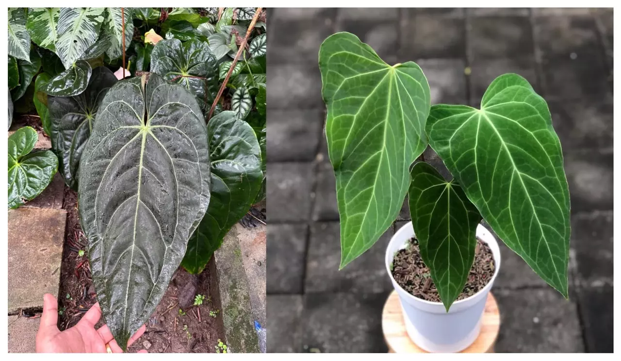 plant/Seed grown anrhurium Xone X green mamba starter plant growers choice-0