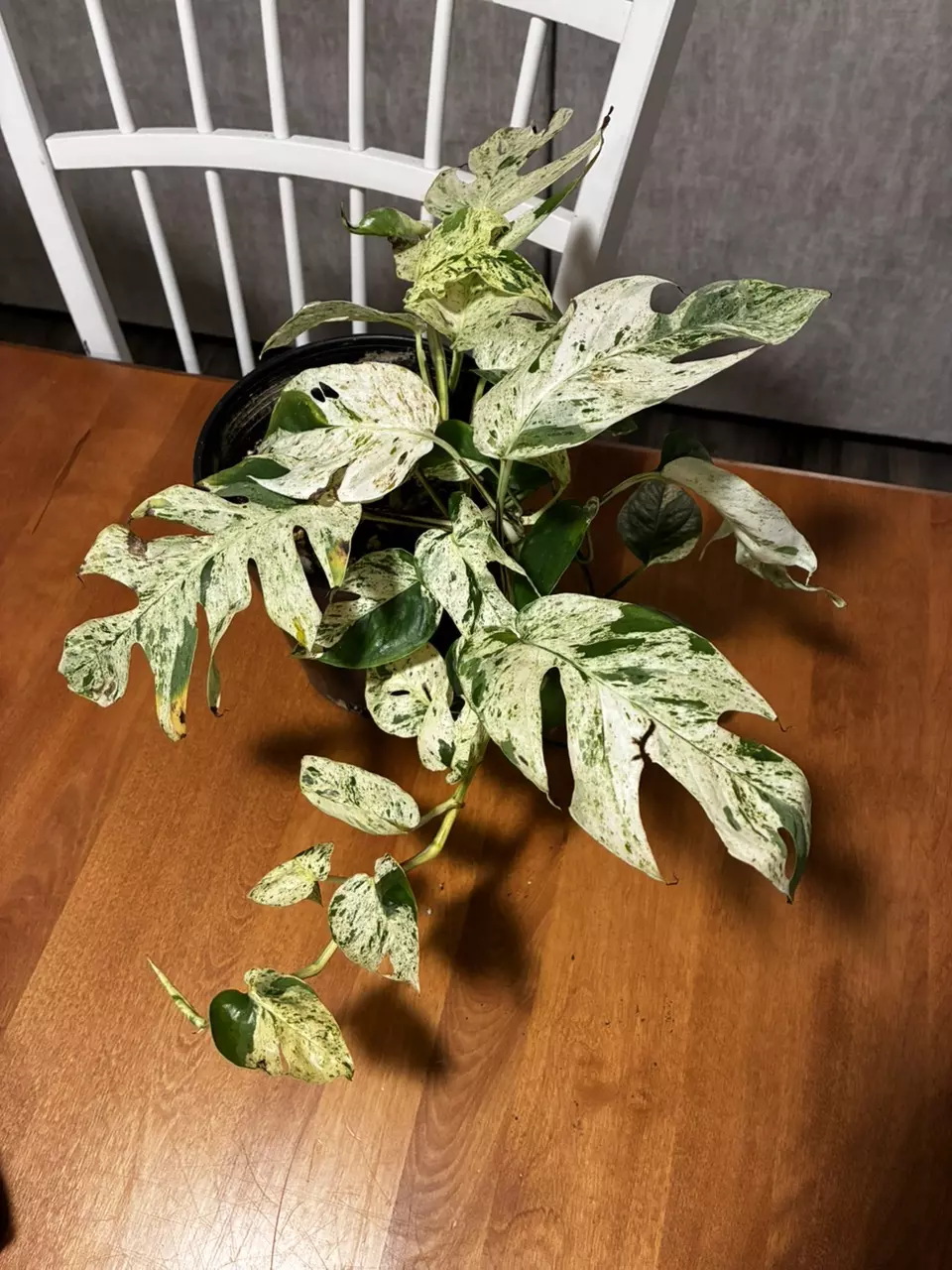 plant/Epipremnum Pinnatum Marble-0