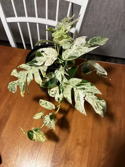 plant/Epipremnum Pinnatum Marble-0-thumbnail