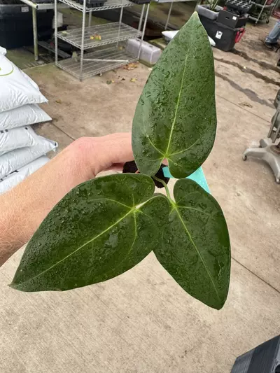 plant/Seed grown anrhurium Warocqueanum x black sweet starter plant growers choice-3-thumbnail