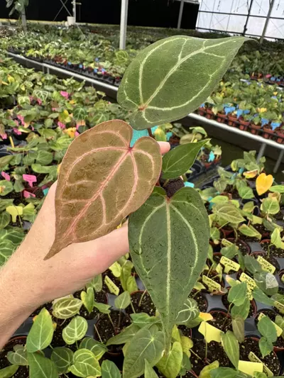 plant/Seed grown anthurium red gunsal x domino starter plant growers choice-3-thumbnail