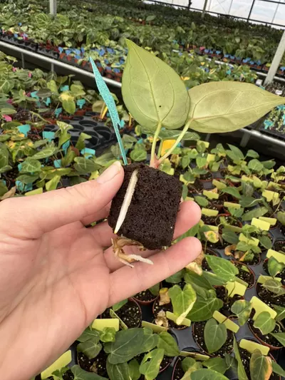 plant/Seed grown anthurium carlablackiae x dorayaki starter plant growers choice-7-thumbnail