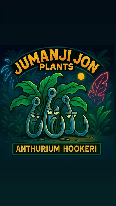 plant/10 Pack of Anthurium Hookeri TC from variegated mothers-0-thumbnail