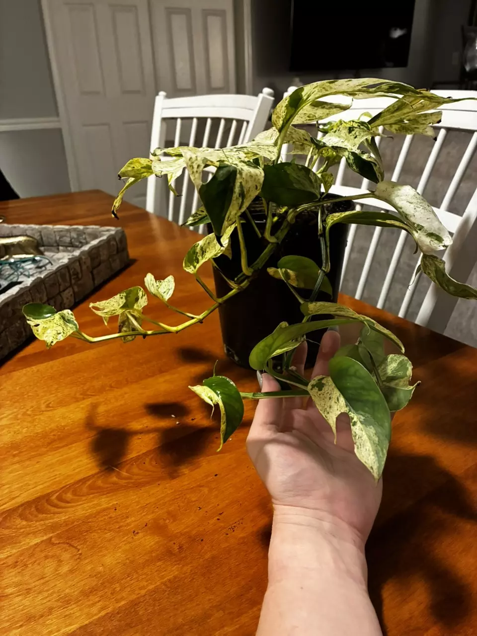 plant/Epipremnum Pinnatum Marble-1