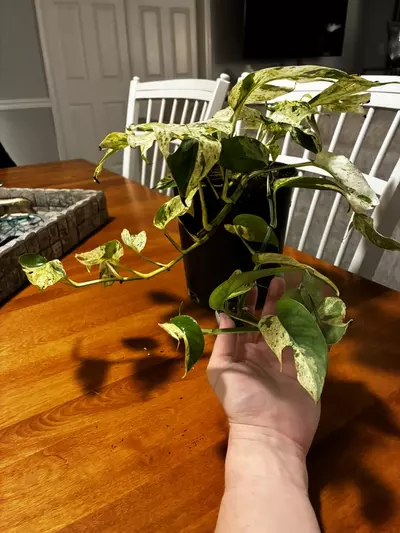 plant/Epipremnum Pinnatum Marble-1-thumbnail