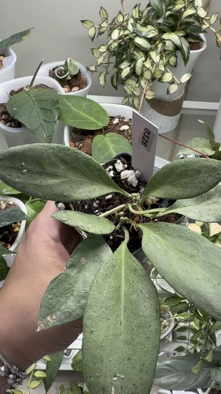 plant/0328 Hoya NGG-1