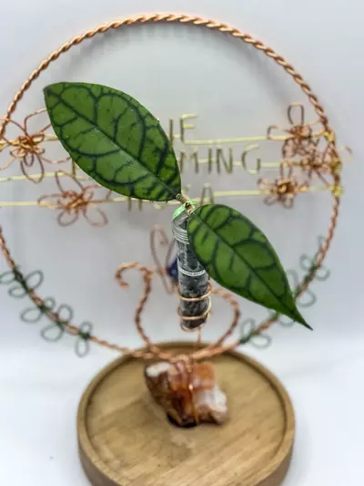 plant/49. Callistophylla AR17-0-thumbnail