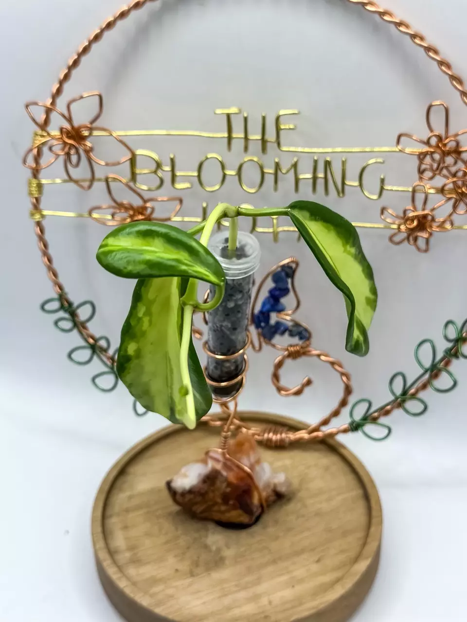 plant/44. Diversifolia Maharani-0