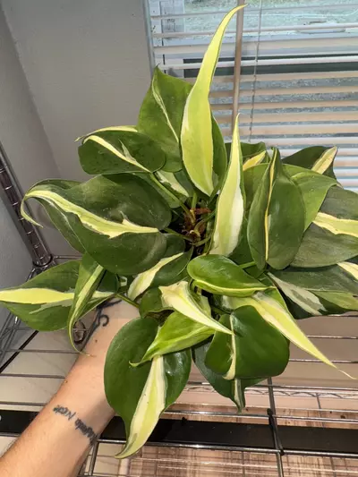 plant/Philodendron cream splash 4in GC-0-thumbnail