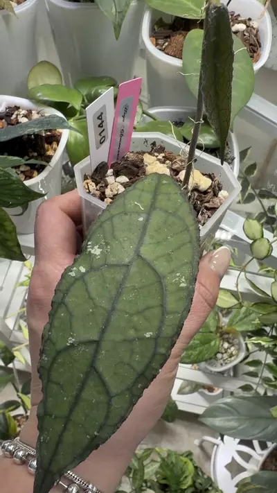 plant/0144 Hoya Clemensorium-1-thumbnail