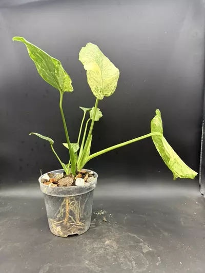 plant/Monstera Starlight-1-thumbnail