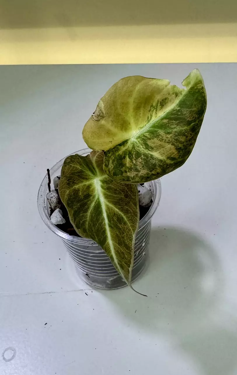 plant/Alocasia Black Velvet Gold-0