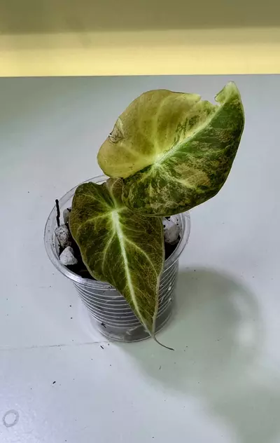 plant/Alocasia Black Velvet Gold-0-thumbnail