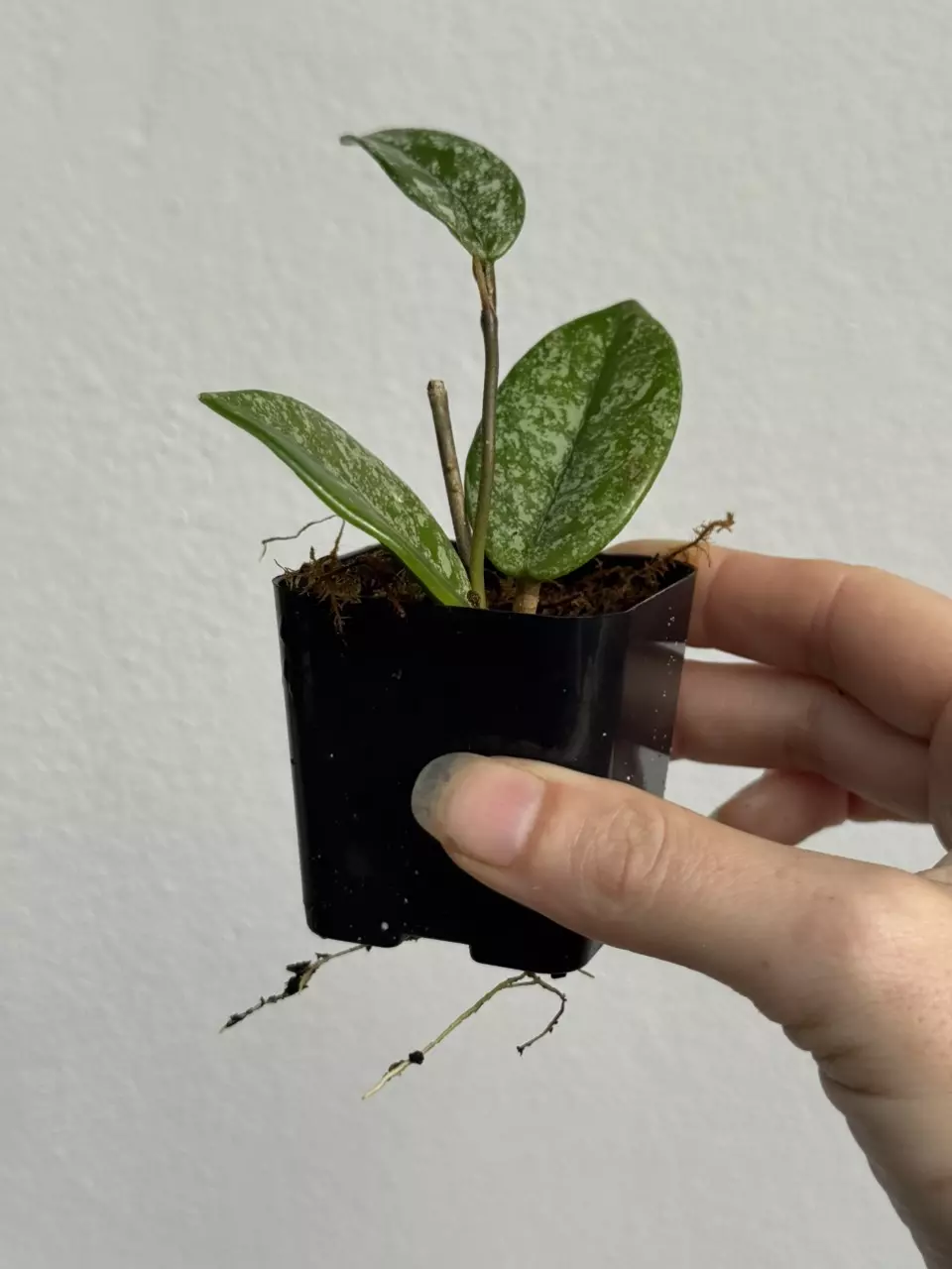 plant/Hoya Wilbur Graves China-1