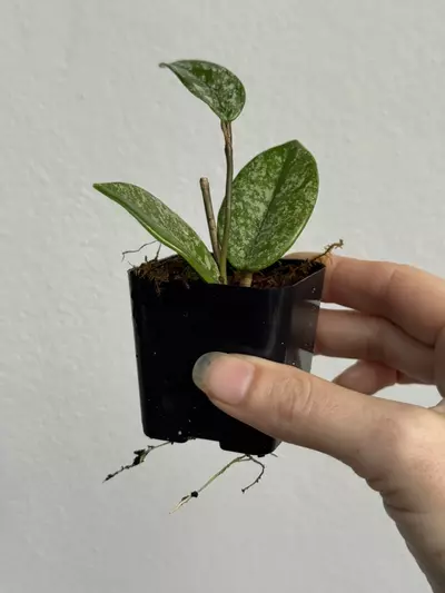 plant/Hoya Wilbur Graves China-1-thumbnail