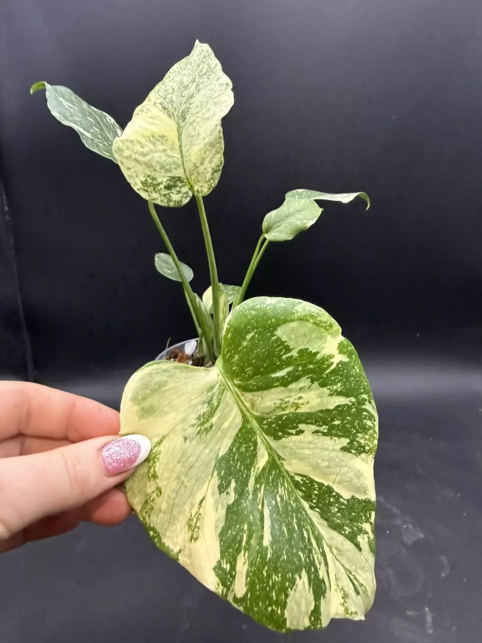 plant/Monstera Starlight-0