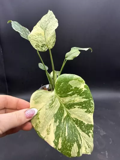 plant/Monstera Starlight-0-thumbnail