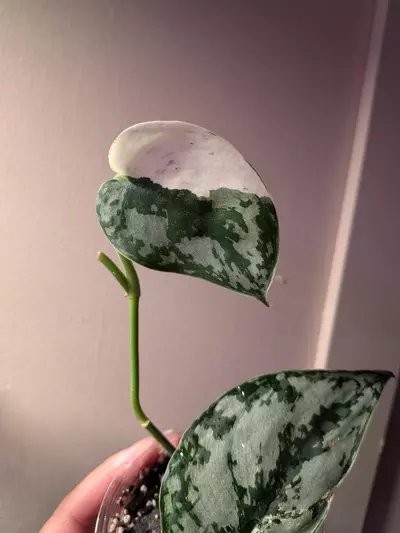 plant/Scindapsus Mariposa-2-thumbnail