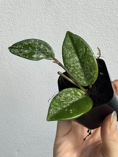 plant/Hoya Wilbur Graves China-0-thumbnail