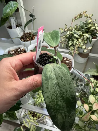 plant/0221 Hoya Latifolia silver splash 💦 Indonesia 🇮🇩-0-thumbnail